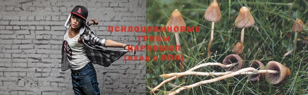 прущие грибы Кодинск