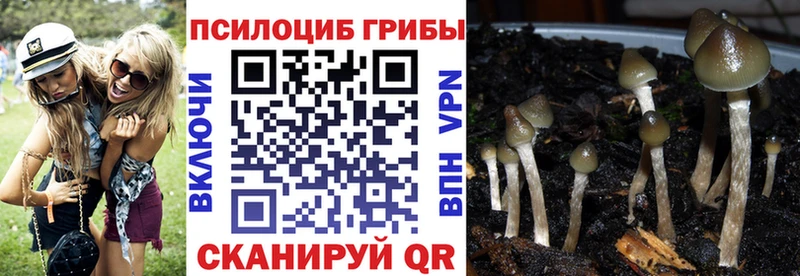 ссылка на мегу ССЫЛКА  Приволжск  Псилоцибиновые грибы Cubensis  купить наркоту 